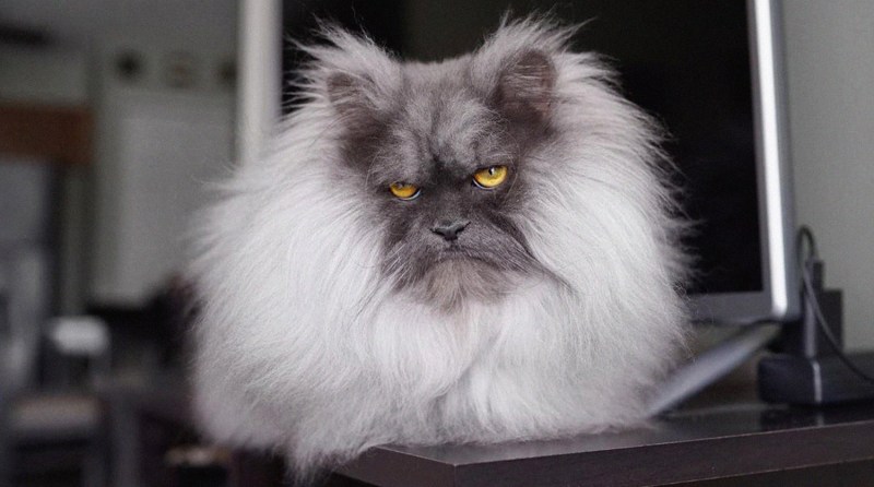Злой кот