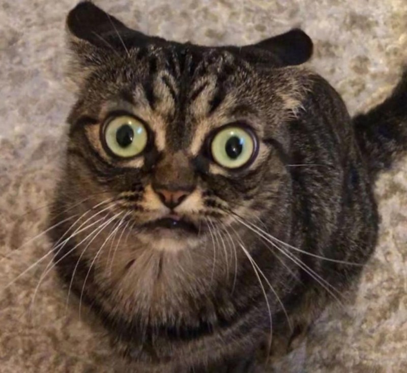Коты с хмурыми лицами