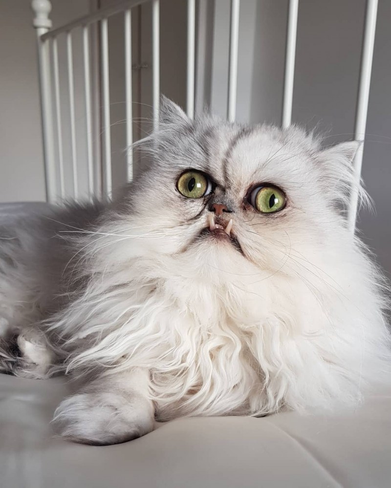 Гималайский кот Джуно
