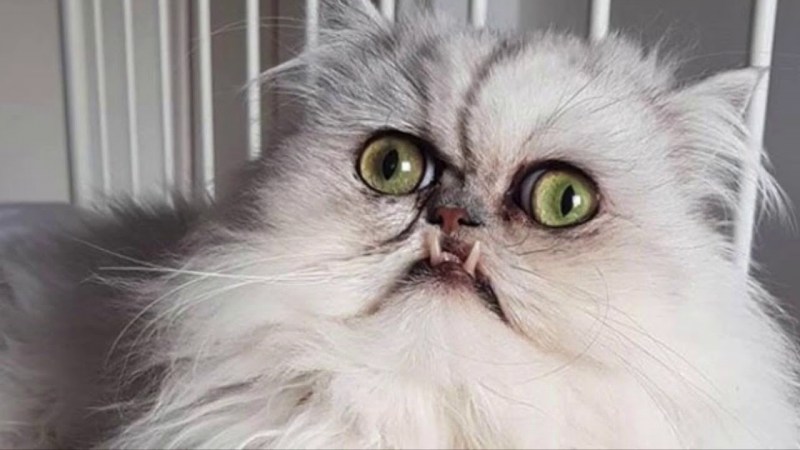 Локтар Огар кот