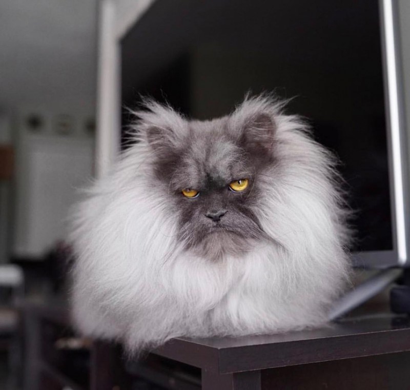 Фото злых котов