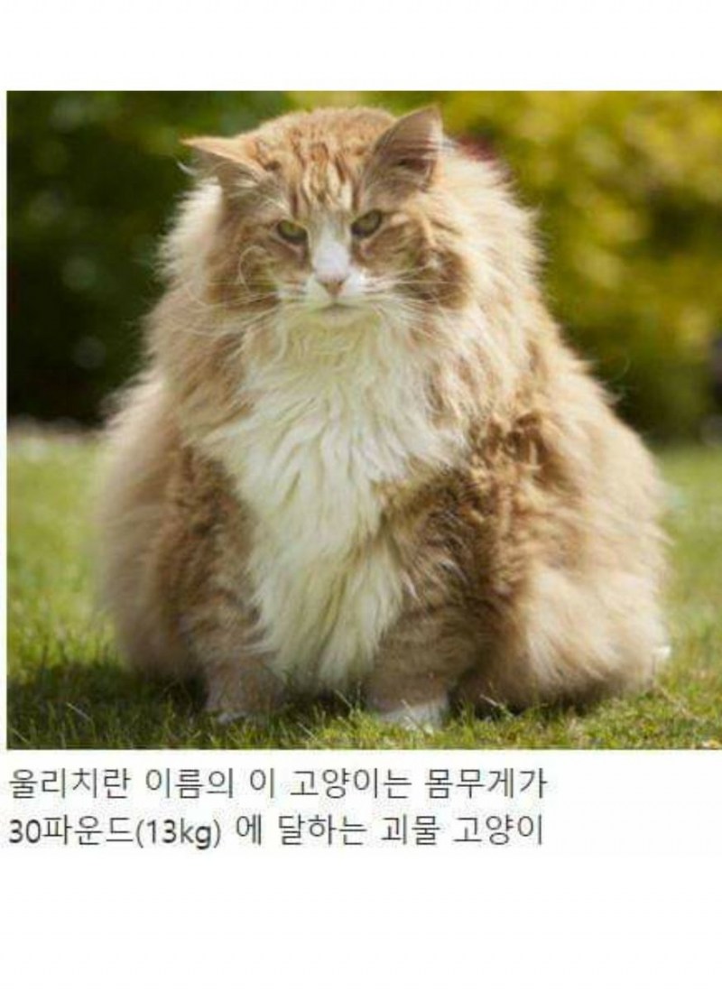 Толстые коты