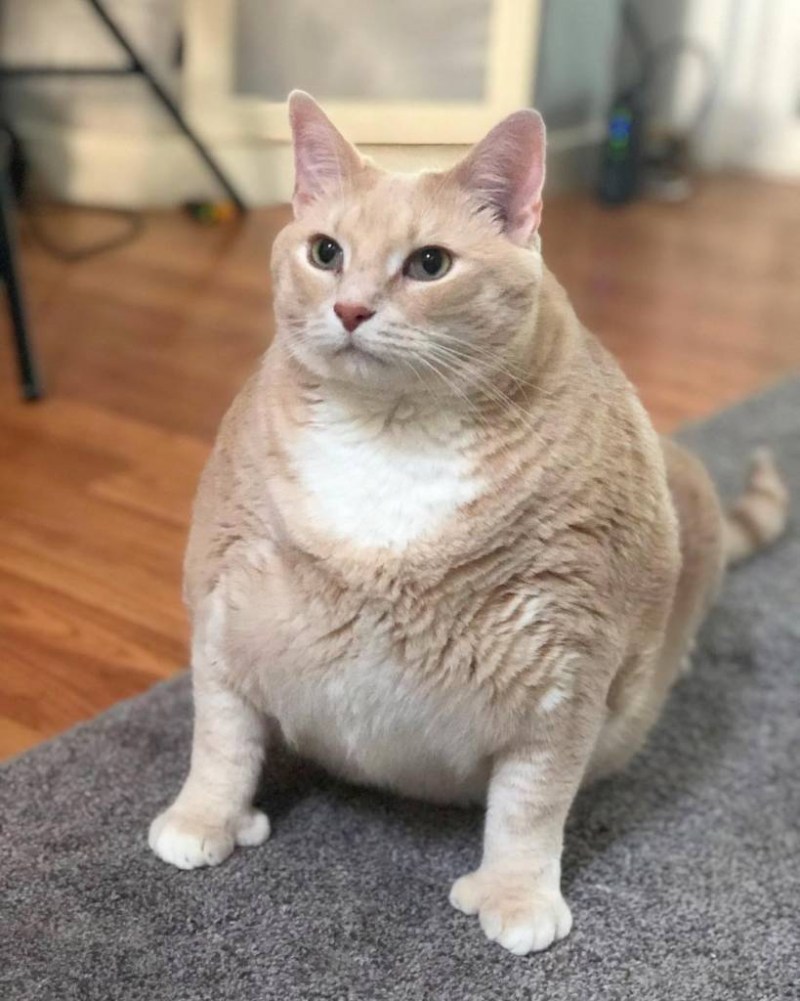 Жирная кошка