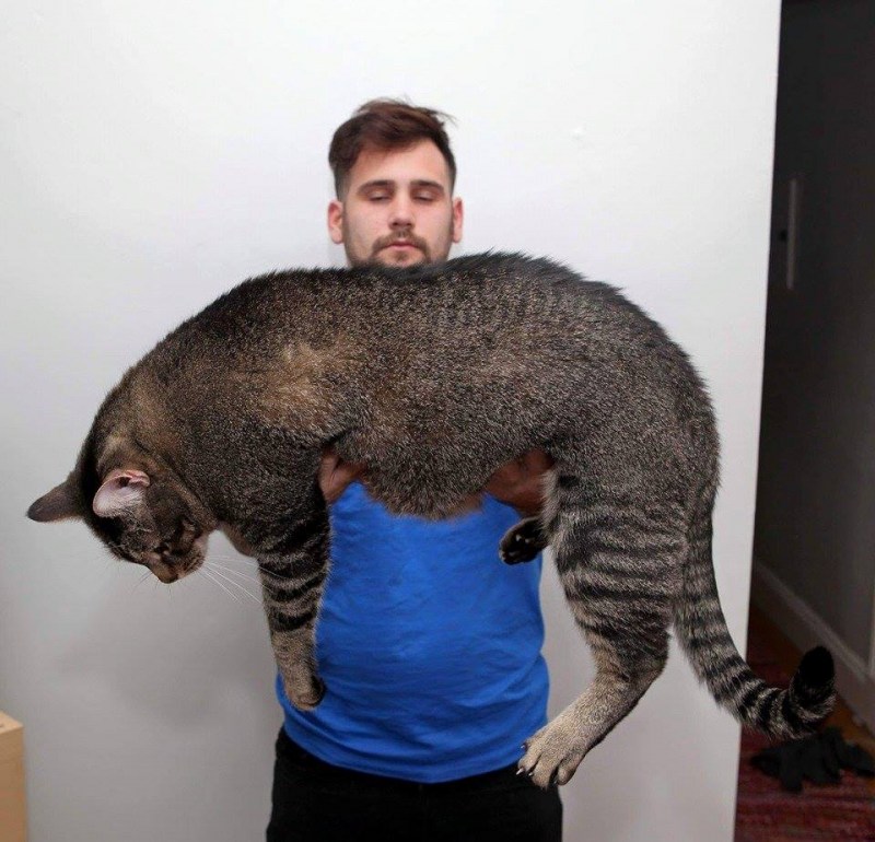 Огромный гигантский кот