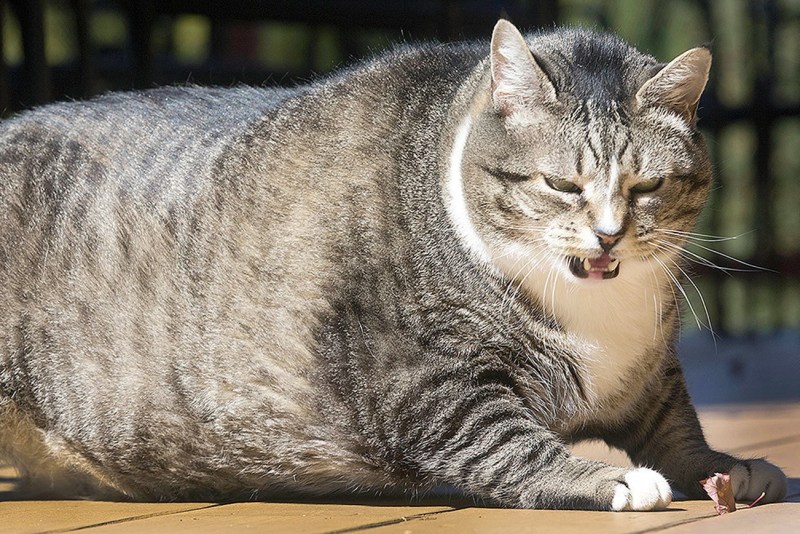 Жирная кошка