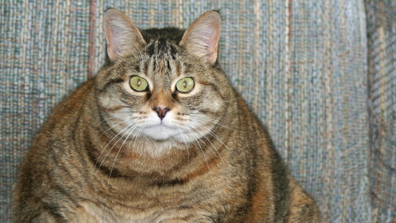 Коты с ожирением