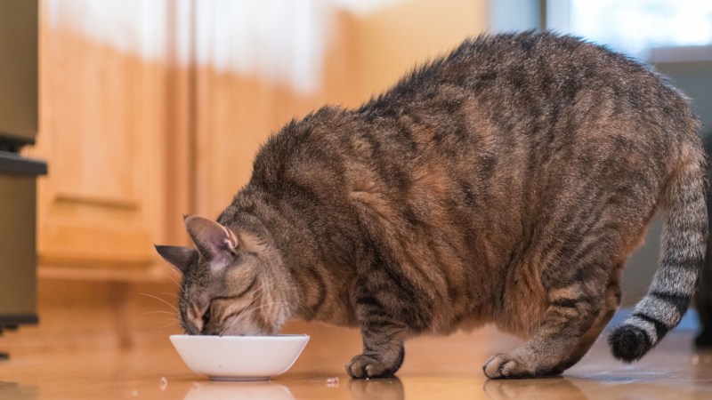 Жирный домашний кот