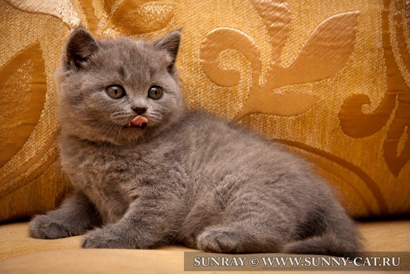 Кот породы русская голубая