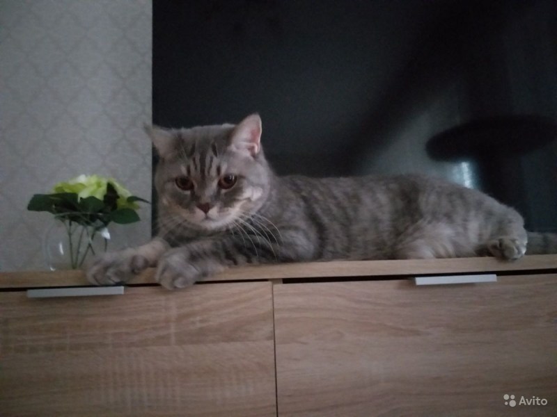 Кот полубританец полушотландец