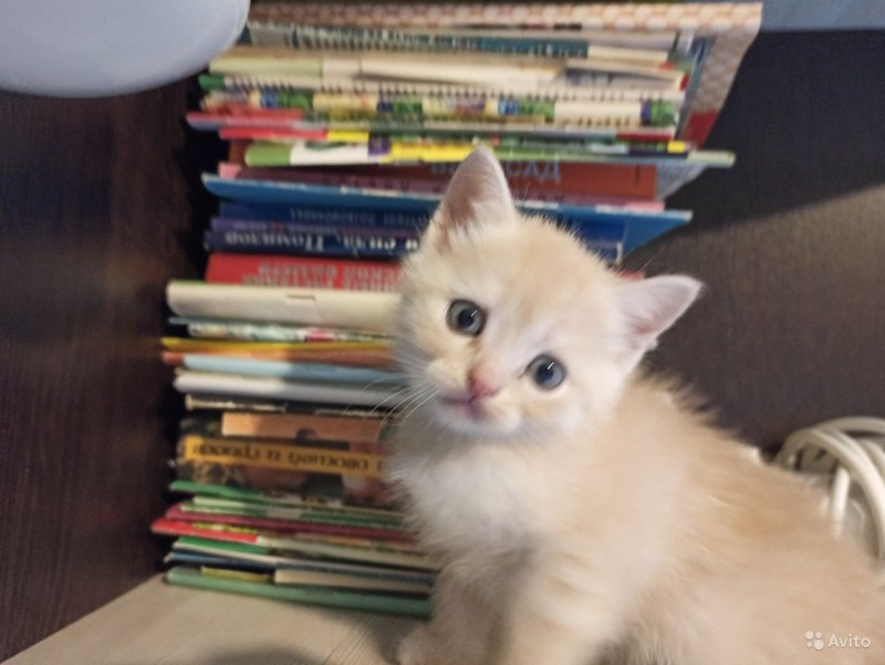 Котята авито Октябрьский Башкортостан
