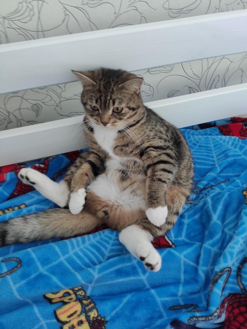 Котенок беспородный 1 неделя