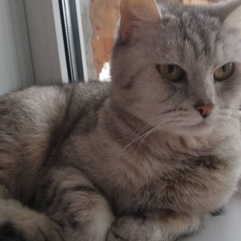 Котята полубританцы серые