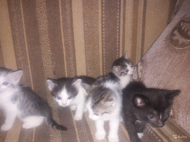 Кот песчаного окраса