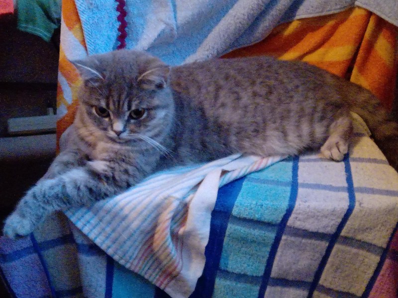 Британская короткошёрстная кошка шартрез