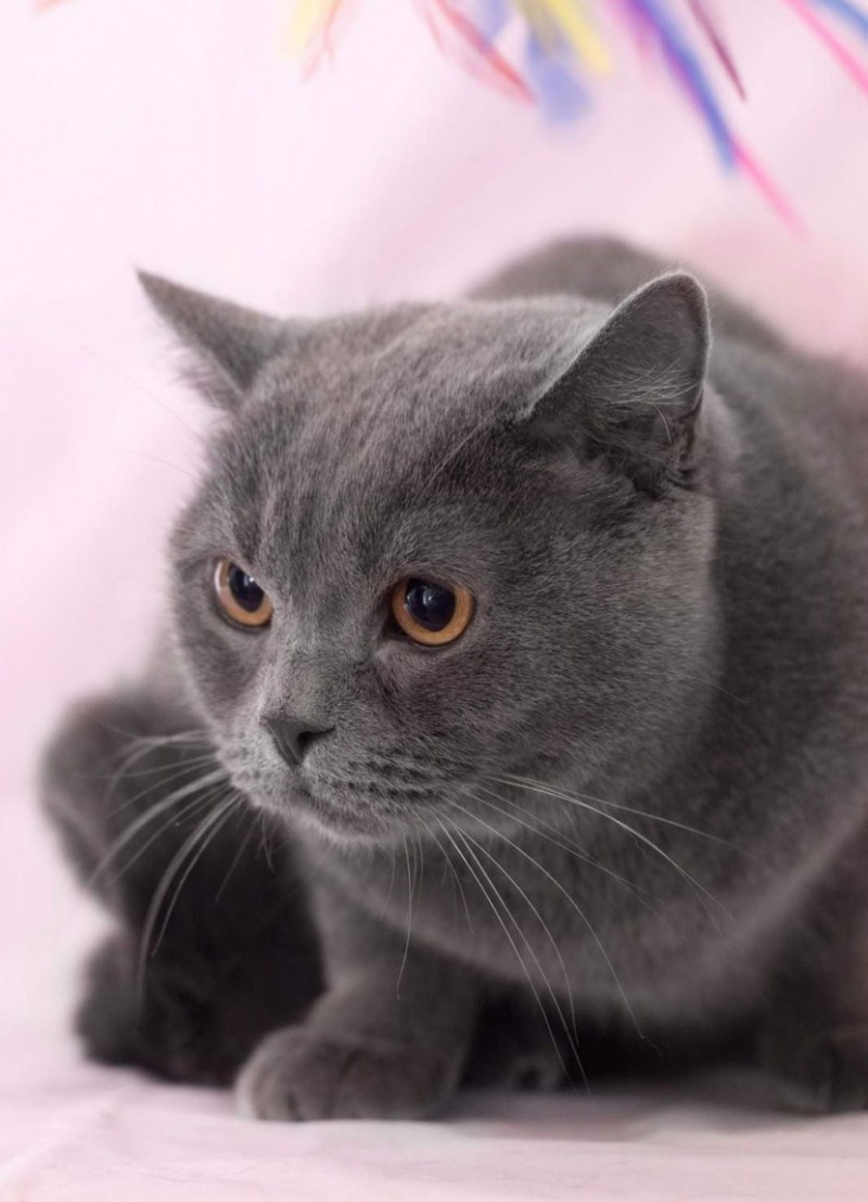 Tabby Cat рыжий