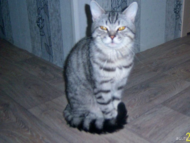 Британский кот 3 месяца