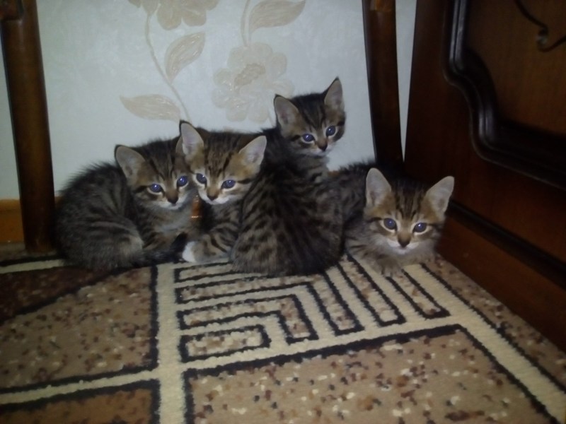 Британцы голубой табби