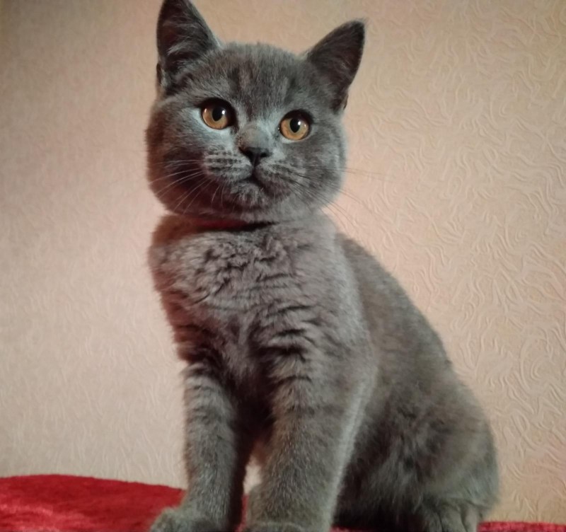 Полубританец котенок
