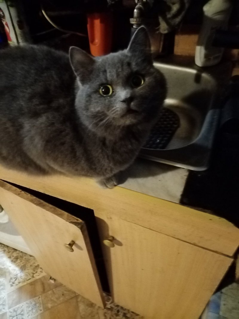 Полубританский котенок