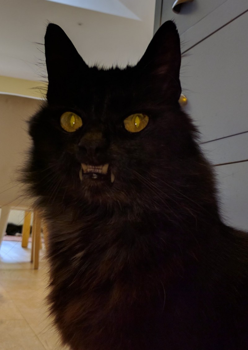 Кошка сатана