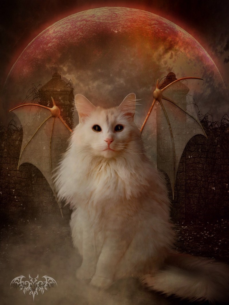 Кошка дьявол