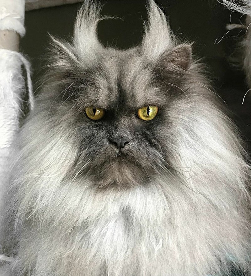 Чёрный кот с крвсными глазами