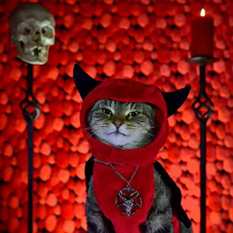Котик дьявол