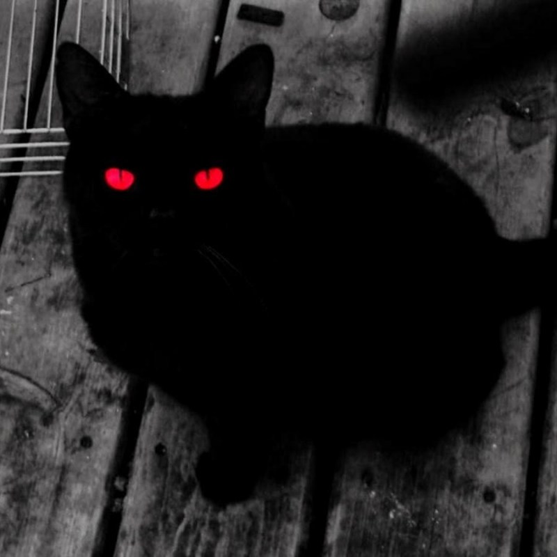 Коты-Воители. Длинные тени