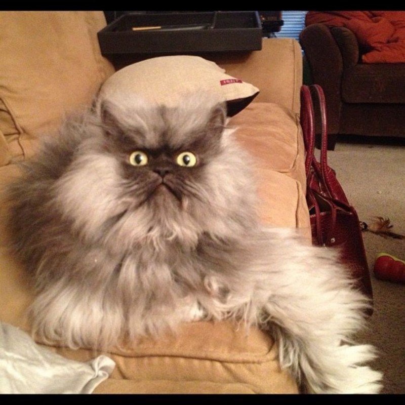 Котик вызывает