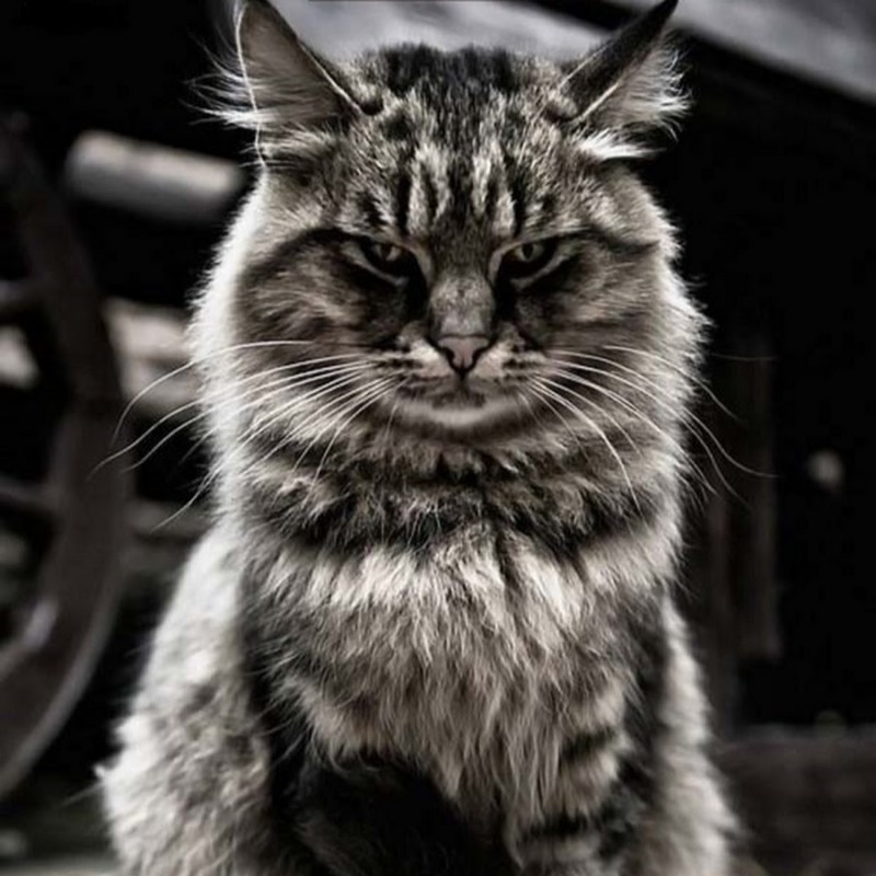 Котик дьявол