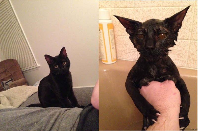 Зловещий кот