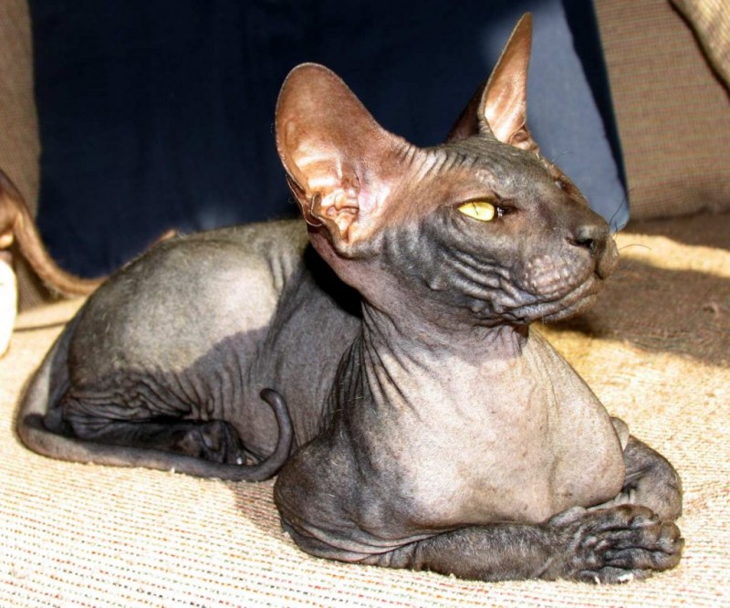 Кот Питерский сфинкс