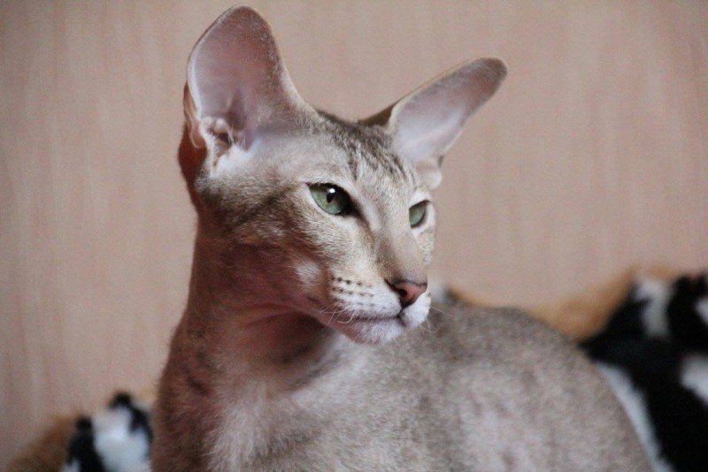 Сфинкс котенок с шерстью