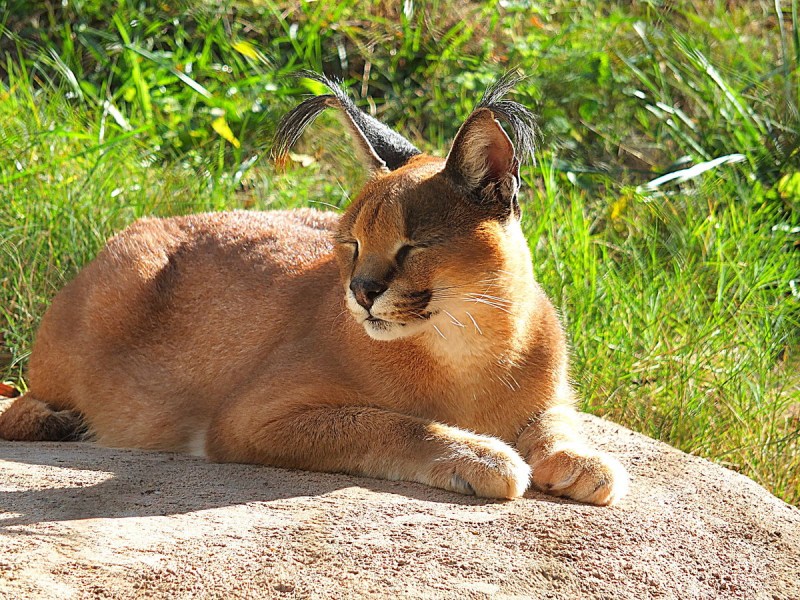 Степная кошка каракал
