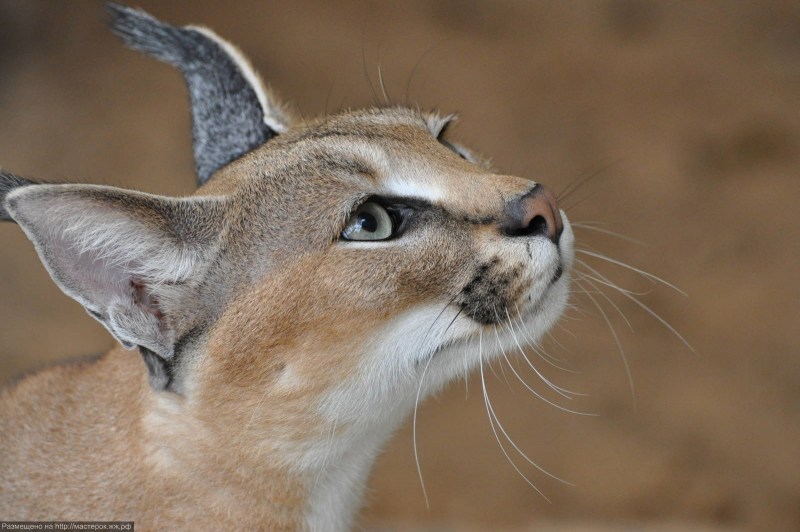 Каракал Lynx
