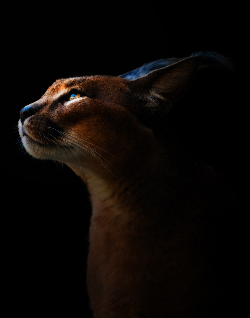 Дикая кошка каракал