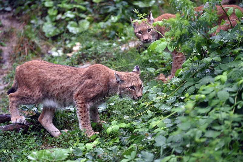 Рысь Felis Lynx l.