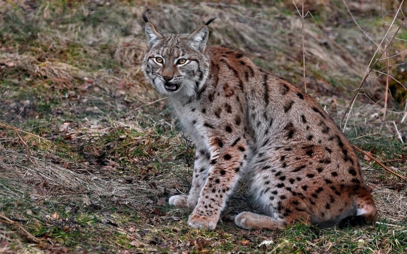 Короткий доклад про Рысь