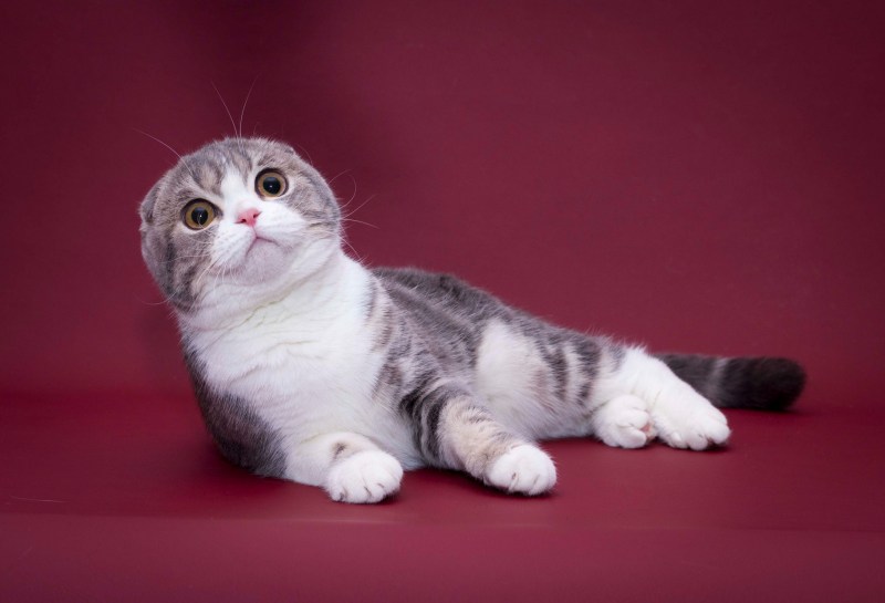 Вислоухие коты Шотландские скоттиш
