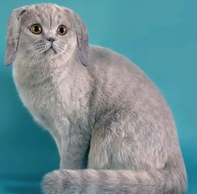 Шотландская вислоухая кошка серая