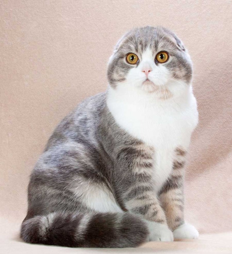 Британский вислоухий кот