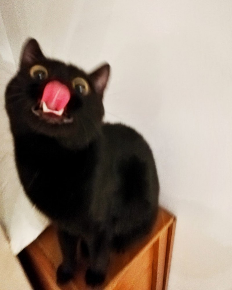 Черный кот орет