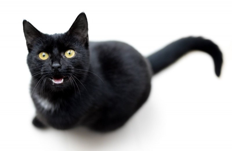 Черный котенок мяукает