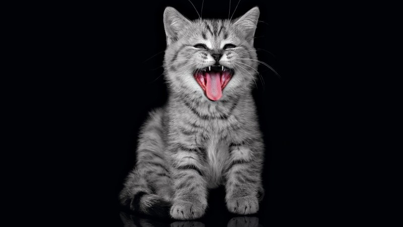Котенок на черном фоне