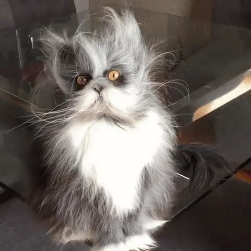 Ёшкин кот
