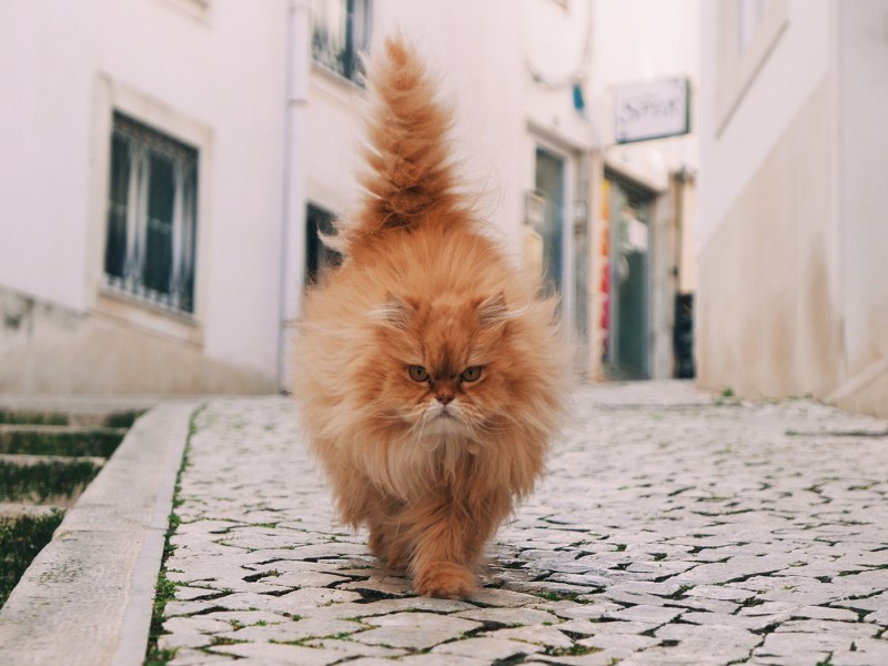 Взъерошенный рыжий кот
