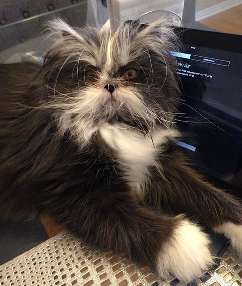 Лохматый кот