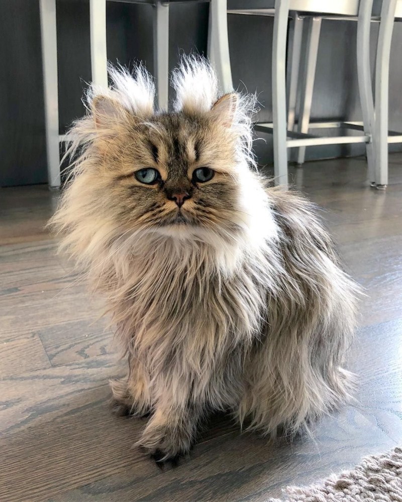 Барнаби котик