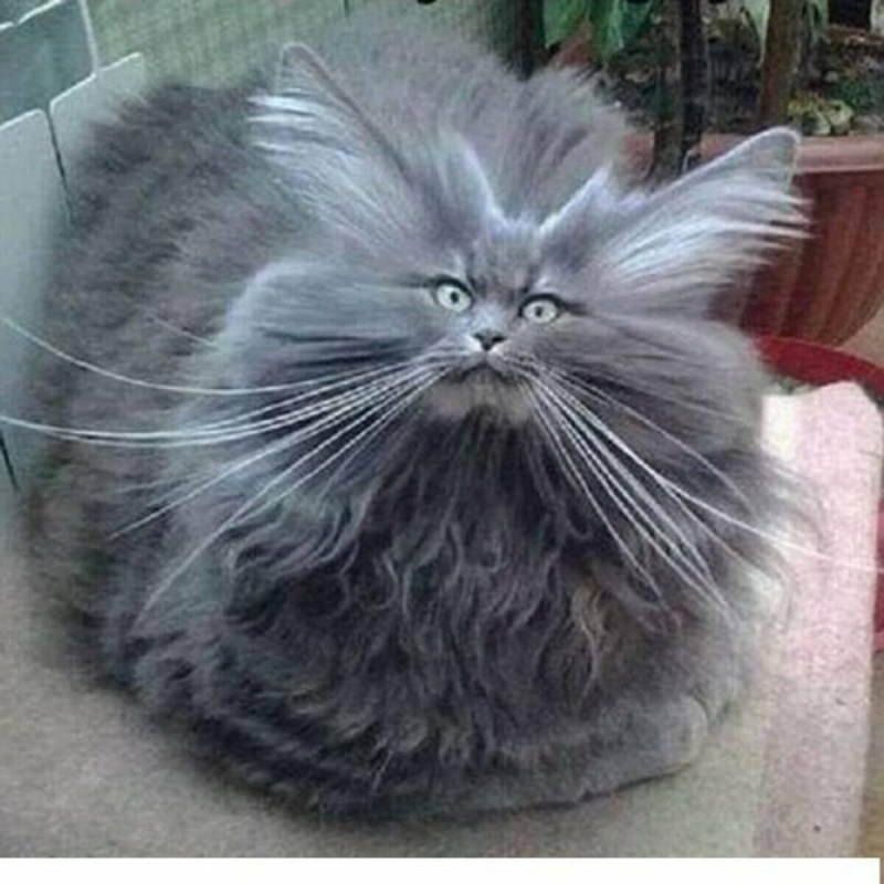 Пушистый Ешкин кот