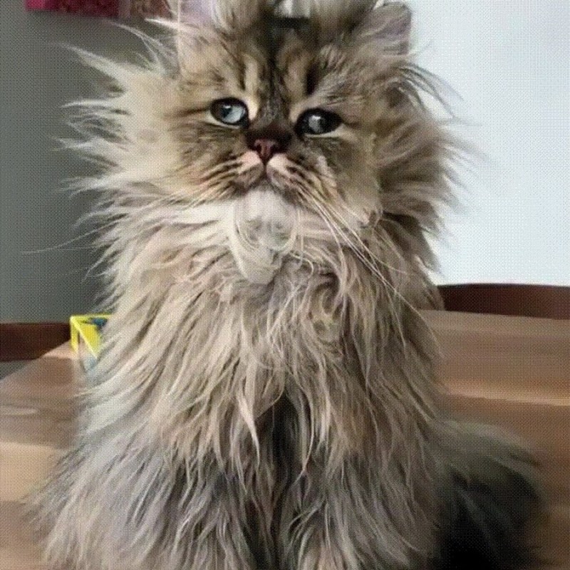 Взъерошенный кот